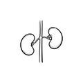 Kidneys hand drawn outline doodle icon.