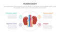 Kidneys human anatomy infographic concept for slide presentation with 4 point list data information