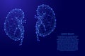 Kidneys of the human body from futuristic polygonal blue lines a