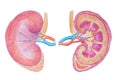 Kidneys, Human Internal Organ Diagram stock illustration