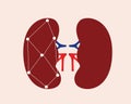 Kidneys, urinary system isolated, technological flat vector stock illustration, modern human organ research