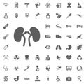 Kidneys icon. Medical and Hospital Icon vector Set.