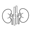 Kidneys icon. Vector black outline sign illustration isolated on white