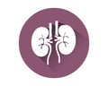Kidneys icon vector.Human internal organ Royalty Free Stock Photo