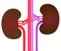 Kidneys illustration on a white background