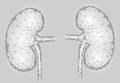 Kidneys internal organ men 3d low poly geometric model.