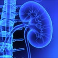 Kidneys Royalty Free Stock Photo