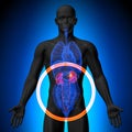 Kidneys - Male anatomy of human organs - x-ray view Royalty Free Stock Photo