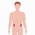 Kidneys on man body silhouette vector medical illustration isolated on white background. Human inner organ placed in