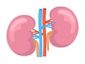 Kidneys for medical design. Cartoon internal organ concept of pyelonephritis, nephroptosis