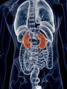The kidneys Royalty Free Stock Photo
