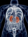 The kidneys Royalty Free Stock Photo