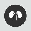 Kidneys organ human design vector illustration and part organ human