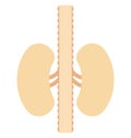 kidneys, organ, Isolated Vector icon that can be easily modified or edit