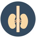 kidneys, organ, Isolated Vector icon that can be easily modified or edit