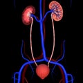 Kidneys