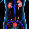 Kidneys