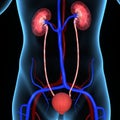 Kidneys