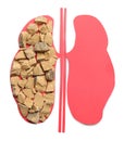 Kidneys paper cutout and stones on white background, top view Royalty Free Stock Photo