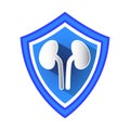 Kidneys Protection Shield.