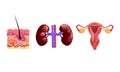 Kidneys, Skin Internal Structure with Hair Bulb, Female Reproductive System, Human Internal Organs Set Cartoon Vector