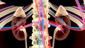 3D illustration of Urinary System Kidney organic - Part of Human Organic.