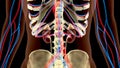 3D illustration of Urinary System Kidney organic - Part of Human Organic.