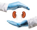 Concept of a healthy kidneys. Royalty Free Stock Photo