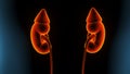 3d illustration of human body kindeys anatomy. Royalty Free Stock Photo