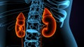 3d illustration of human body kindeys anatomy. Royalty Free Stock Photo