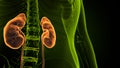 3d illustration of human kidneys anatomy