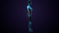 3d illustration of human body kindeys anatomy. Royalty Free Stock Photo