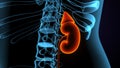 3d illustration of human body kindeys anatomy. Royalty Free Stock Photo