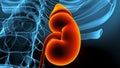 3d illustration of human body kindeys anatomy. Royalty Free Stock Photo