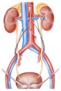 Kidneys and Ureters