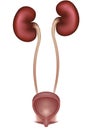 Kidneys and urinary bladder