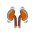 Kidneys vector icon.