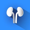 Kidneys vector icon.