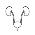 Kidneys vector icon simple element illustration can be use for mobile and web eps10 Royalty Free Stock Photo