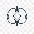 Kidneys vector icon isolated on transparent background, linear K