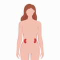 Kidneys on woman body silhouette vector medical illustration isolated on white background. Human inner organ placed in Royalty Free Stock Photo