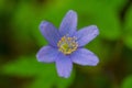 Kidneywort, Anemone hepatica of the buttercup family in the spring