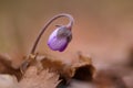 Kidneywort Anemone hepatica flowers