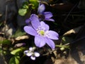 Kidneywort flower (Hepatica nobilis)