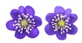 Kidneywort or liverwort flowers