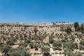 The Kidron Valley,  separating the Temple Mount from the Mount of Olives in Jerusalem, with Jewish graveyard and olive trees, and Royalty Free Stock Photo