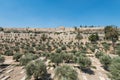 The Kidron Valley,  separating the Temple Mount from the Mount of Olives in Jerusalem, with Jewish graveyard and olive trees, and Royalty Free Stock Photo