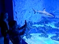 Kids admiring large aquarium with sharks and exotic fish Royalty Free Stock Photo