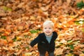 Kids in autumn park on yellow leaf background. Autumn portrait of cute little caucasian boy. Royalty Free Stock Photo