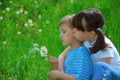 Kids blowing dandelion seeds Royalty Free Stock Photo